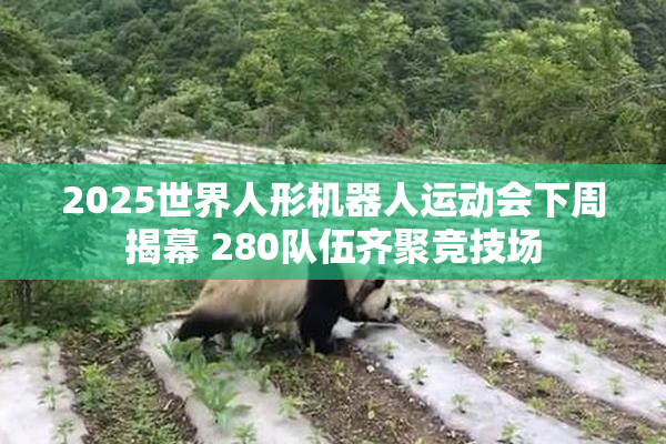 2025世界人形机器人运动会下周揭幕 280队伍齐聚竞技场