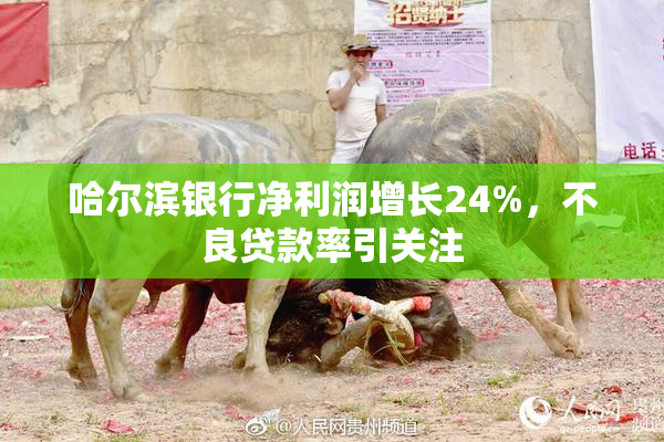 哈尔滨银行净利润增长24%，不良贷款率引关注