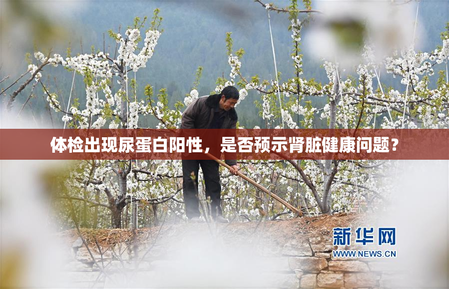 体检出现尿蛋白阳性，是否预示肾脏健康问题？