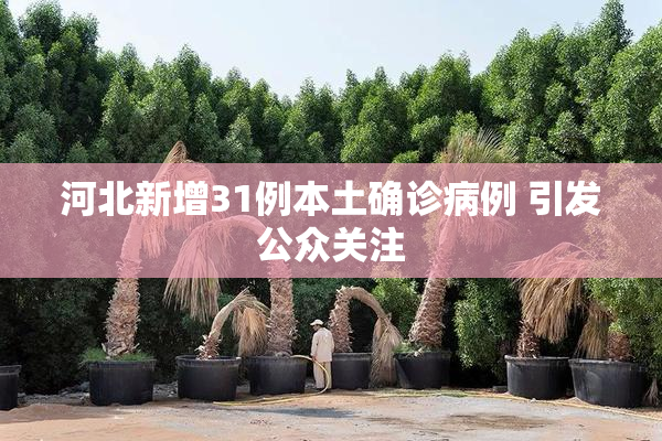 河北新增31例本土确诊病例 引发公众关注