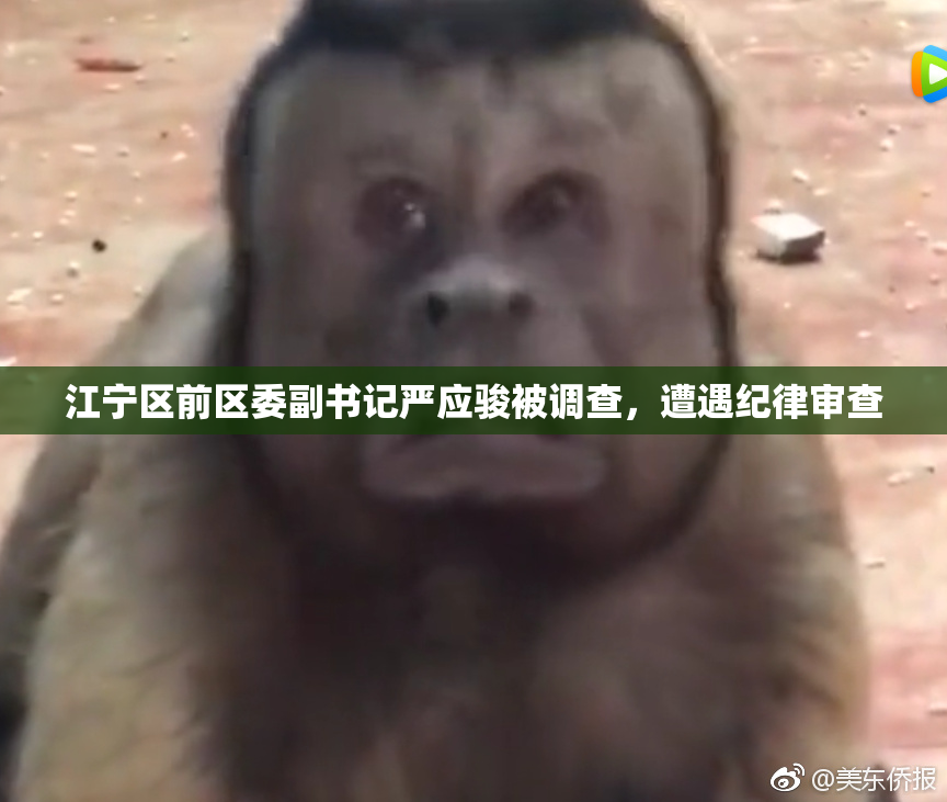 江宁区前区委副书记严应骏被调查，遭遇纪律审查