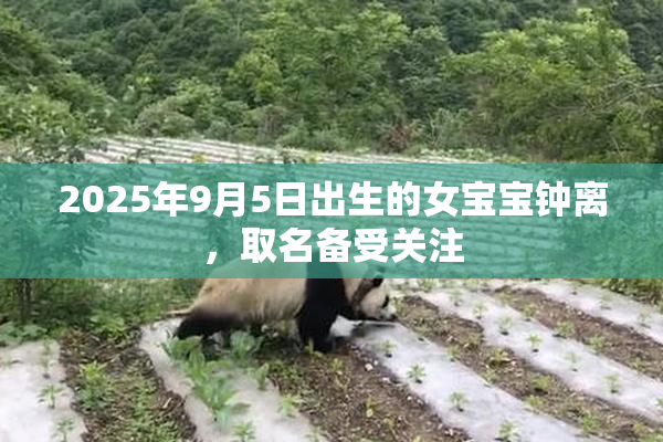 2025年9月5日出生的女宝宝钟离，取名备受关注