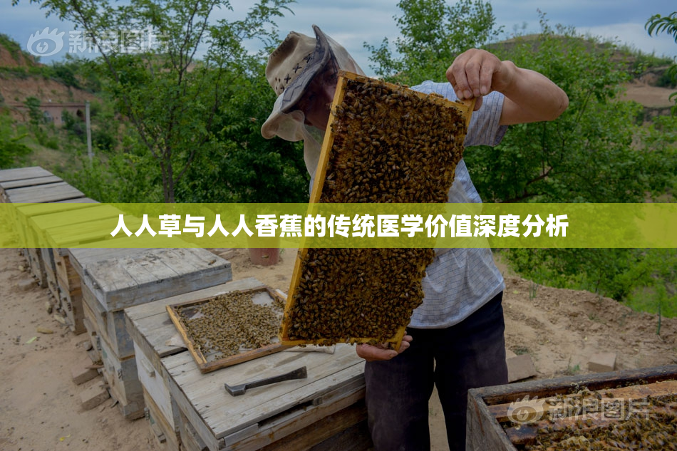 人人草与人人香蕉的传统医学价值深度分析