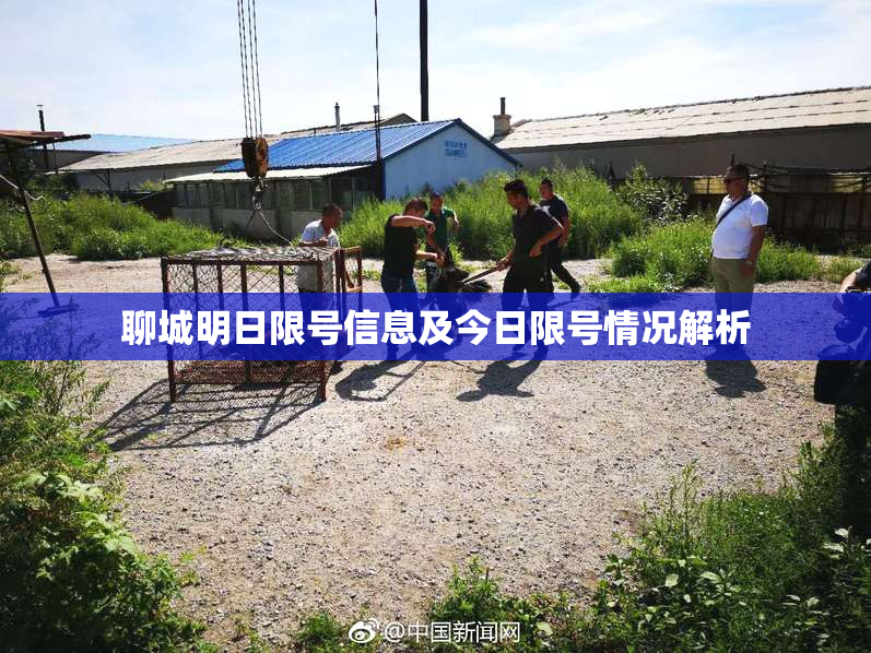聊城明日限号信息及今日限号情况解析
