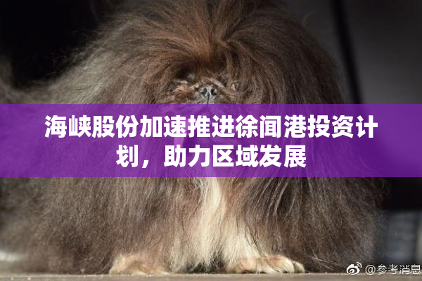 海峡股份加速推进徐闻港投资计划，助力区域发展