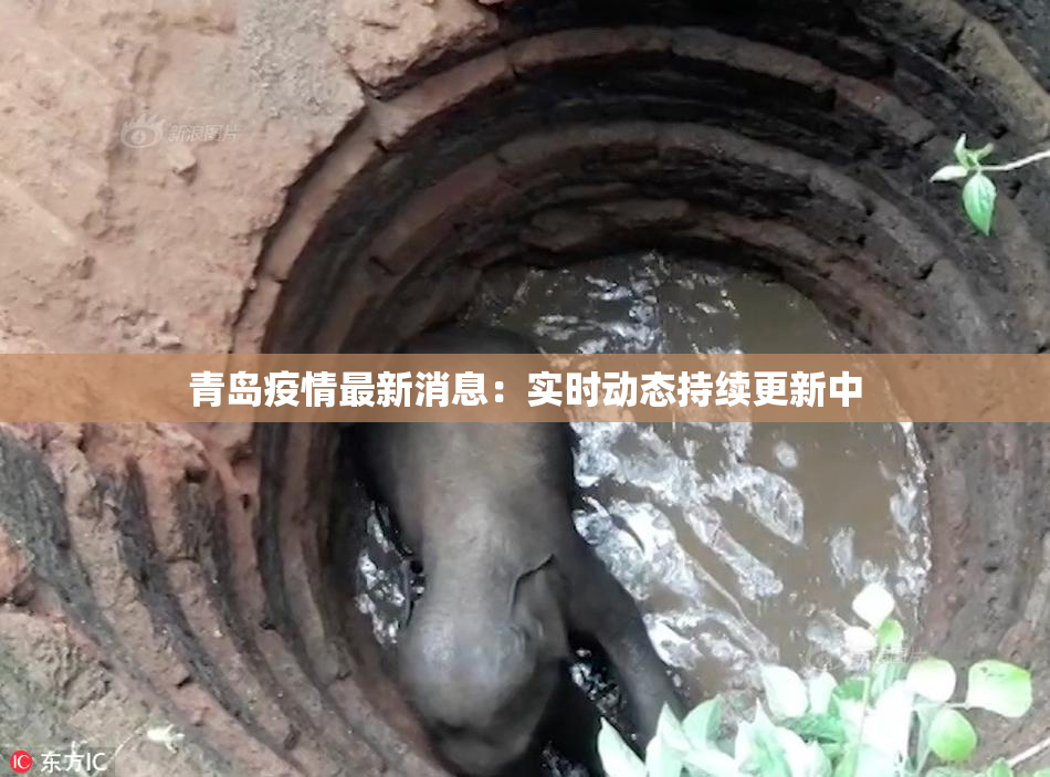 青岛疫情最新消息：实时动态持续更新中