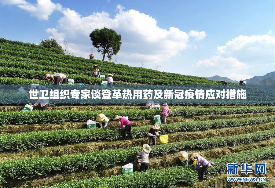 世卫组织专家谈登革热用药及新冠疫情应对措施