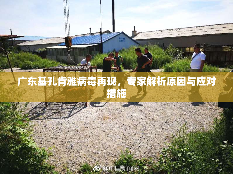 广东基孔肯雅病毒再现，专家解析原因与应对措施