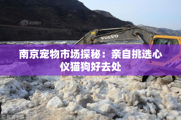 南京宠物市场探秘：亲自挑选心仪猫狗好去处